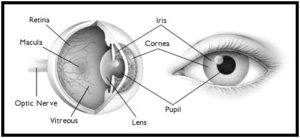 human eye diagram